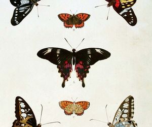 5938.Butterflies.animals.nature.POSTER.Decoration.Graphic.Science biology class., an item from the 'Spring is in the Air' hand-picked list