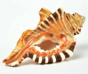 Natural Lord Ganesh face shankh chaturthi Conch Sea Shell Conch For Pooja White, an item from the 'Sea Shore Sea Shells' hand-picked list