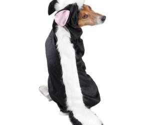 Casual Canine Lil Stinker Dog Costumes XS, an item from the 'Hand over your candy and no one gets licked' hand-picked list