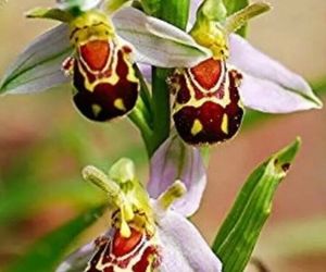 Beautiful Bee Orchid Flower Seeds (50 Seeds), an item from the 'Spring is in the Air' hand-picked list