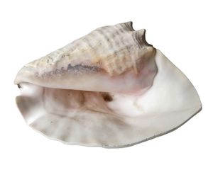 Queen Conch Shell Large Natural Seashell White Beach Nautical Aquarium Sea 8 in, an item from the 'Sea Shore Sea Shells' hand-picked list