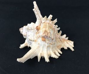 Chicoreus Murex Sea Shell Ocean Seashell Pointy Frilly Spiny Spikey White Brown, an item from the 'Sea Shore Sea Shells' hand-picked list