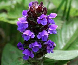 1000-10,000 Heal All Self Heal Prunella Vulgaris Seeds, an item from the 'A garden doesn&#39;t just grow; it blooms' hand-picked list