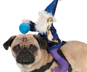 Dog Halloween Costume Wizard Saddle Pet Dog Harness Zack &amp; Zoey new in package, an item from the 'Hand over your candy and no one gets licked' hand-picked list