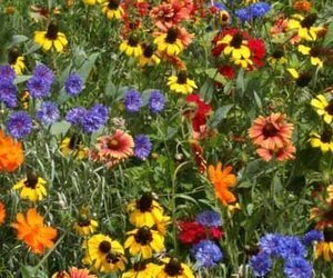 WILDFLOWER SEED MIX , ASSORMENT OF PERENNIAL &amp; ANNUAL , 1 POUND PACKAGE, an item from the 'A garden doesn&#39;t just grow; it blooms' hand-picked list