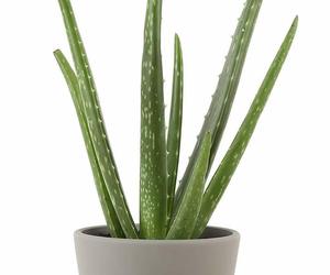 Costa Farms Aloe Vera Live Indoor Plant Ships In Modern Ceramic Planter, 10-Inch, an item from the 'Pretty Planters' hand-picked list