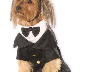 Rubie&#39;s Dapper Dog Pet Costume, Large, an item from the 'Hand over your candy and no one gets licked' hand-picked list