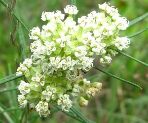 SHIPPED FROM US 150 Whorled Milkweed Asclepias verticillata Seeds, ZG09, an item from the 'Planning for Next Year&#39;s Garden' hand-picked list