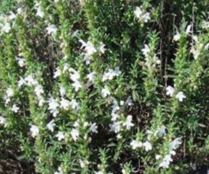 100 Pcs Seeds Satureja Montana Winter Savory Flower - RK, an item from the 'Planning for Next Year&#39;s Garden' hand-picked list