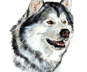 Alaskan Malamute Arctic Sled Sledding Mushing Alaska State Dog Decal Sticker Art, an item from the 'North to Alaska' hand-picked list