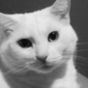GlamourPuss's profile picture