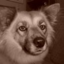 adoptastray's profile picture