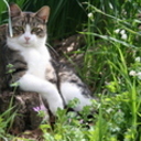 thejooledmagpie's profile picture