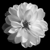 njonkman's profile picture