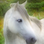 kindred's profile picture
