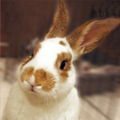 reenwied's profile picture