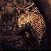 leopardspots's profile picture