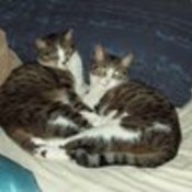 jenntoddbri's profile picture