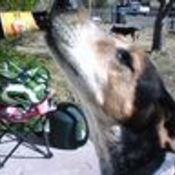 Booze hound thumb175
