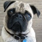 Haven bust 7 19 09avatar thumb175