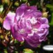 Purplerose1 thumb175