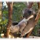 Aussie_T-shirts's profile picture