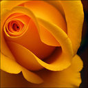 lightsofrose's profile picture