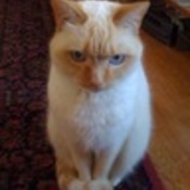 dmasucci1's profile picture