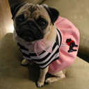 pugspatterns's profile picture