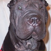 Love_Shar_Pei's profile picture