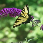 Butterflies buddlea 7 15 07 009 thumb175
