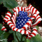 Pat0002993 thumb175