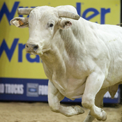 texstarwesternwear's profile picture