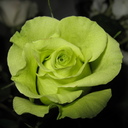 sage_roses_attic's profile picture