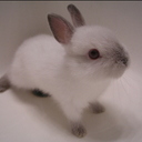 SweetSugarBunny's profile picture