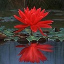 Jewels-In-The-Lotus's profile picture