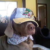 sare_bear320's profile picture