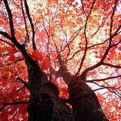 Tree thumb175