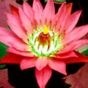 Fa0603plot copy thumb175 copy thumb175
