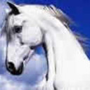 bigtallcowboy's profile picture