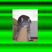iona75's profile picture