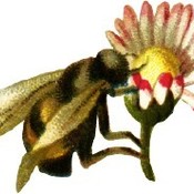 FrannieBee's profile picture