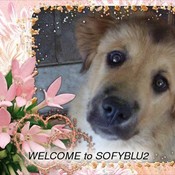 sofyblu2's profile picture