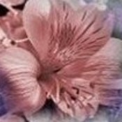 Sensualpleasuresbanner2 thumb175