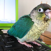 deathcookie's profile picture