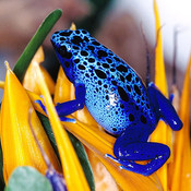 Frog blue bird of paradise flower thumb175