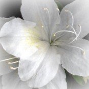 pepperstreasures's profile picture