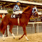 HorseRacingDVD's profile picture