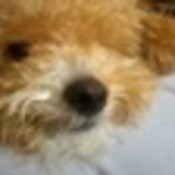 sesims29's profile picture
