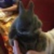 bonzuser_xiuse's profile picture